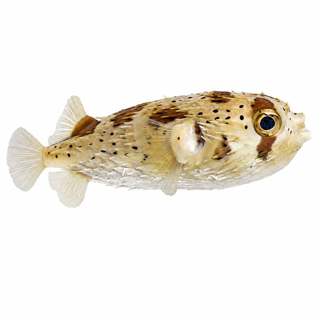 Porcupine Pufferfish
