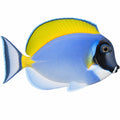 Powder Blue Tang