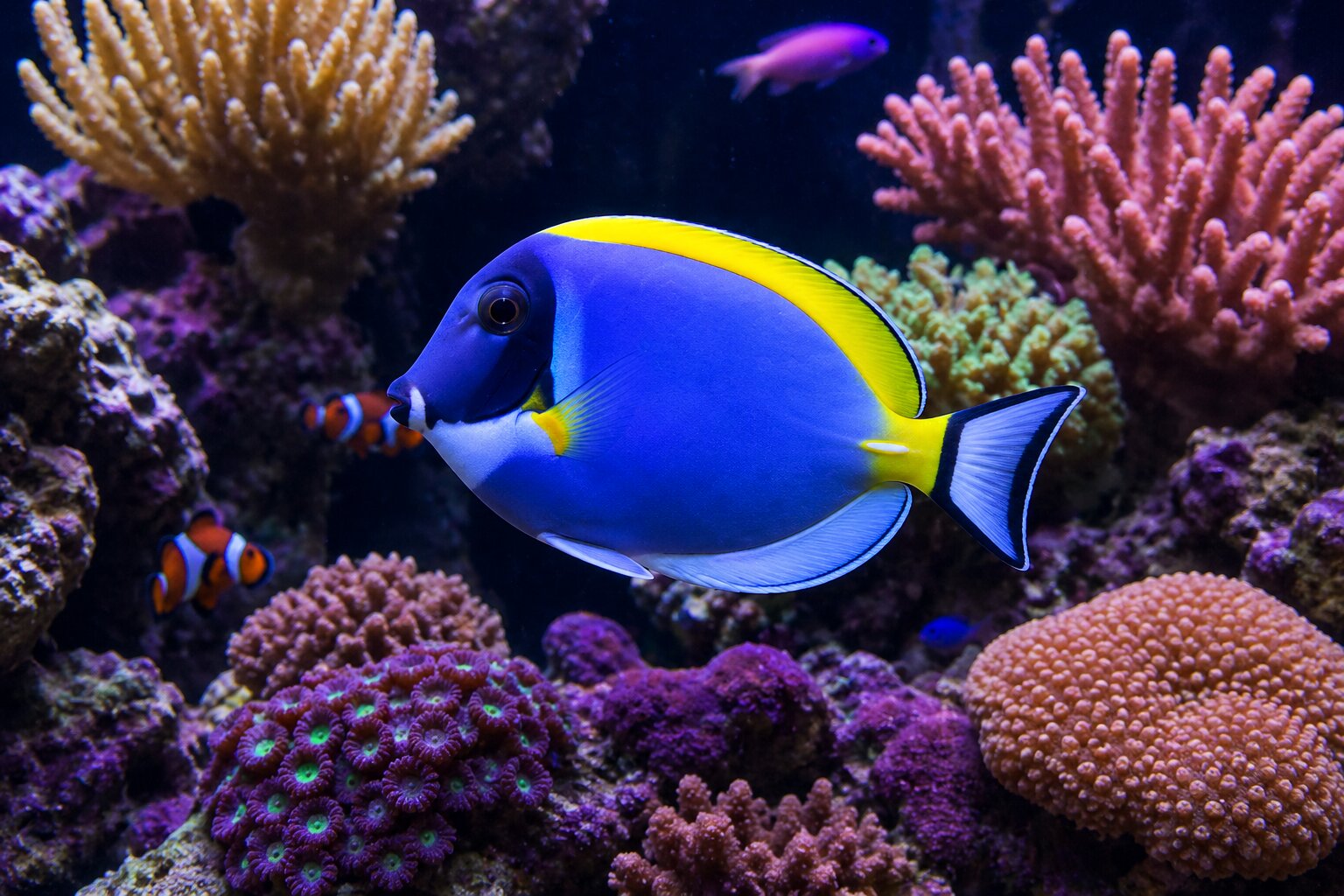 Blue and yellow fish swimming among colorful coral in an aquarium setting