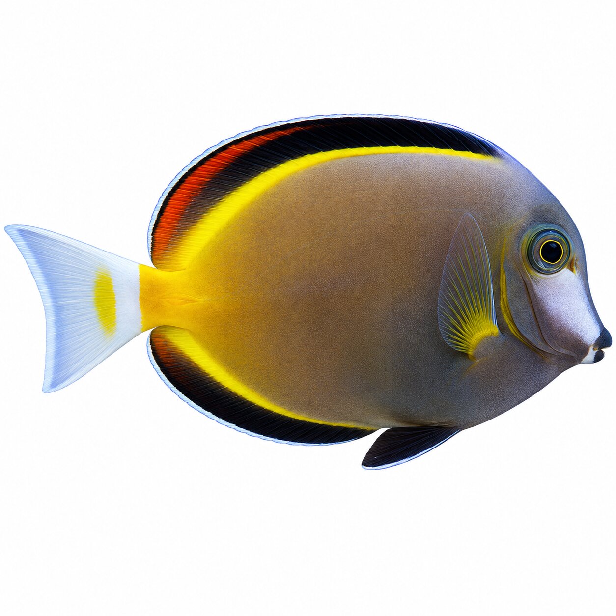 Powder Brown Tang
