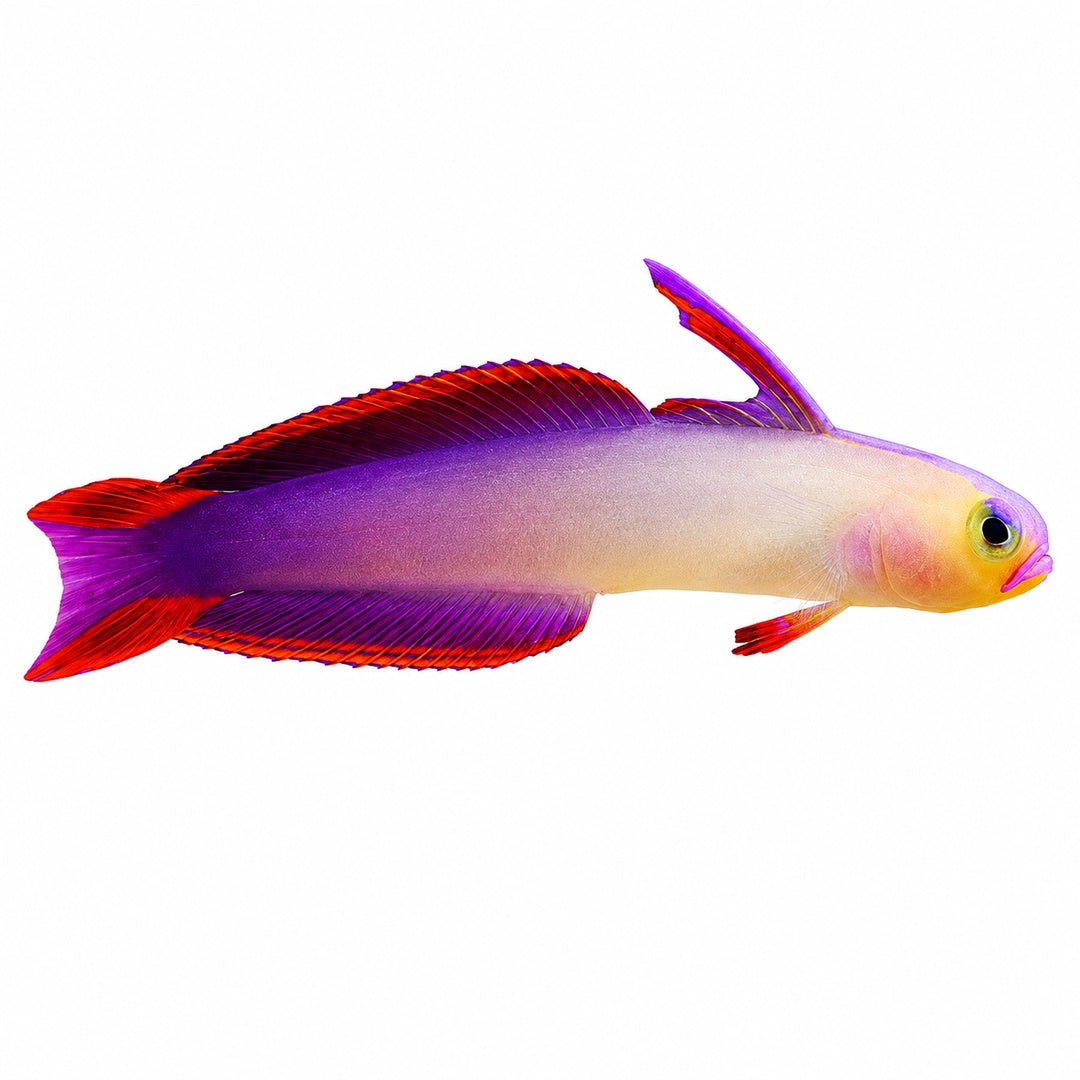 Purple Firefish