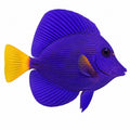 Purple Tang