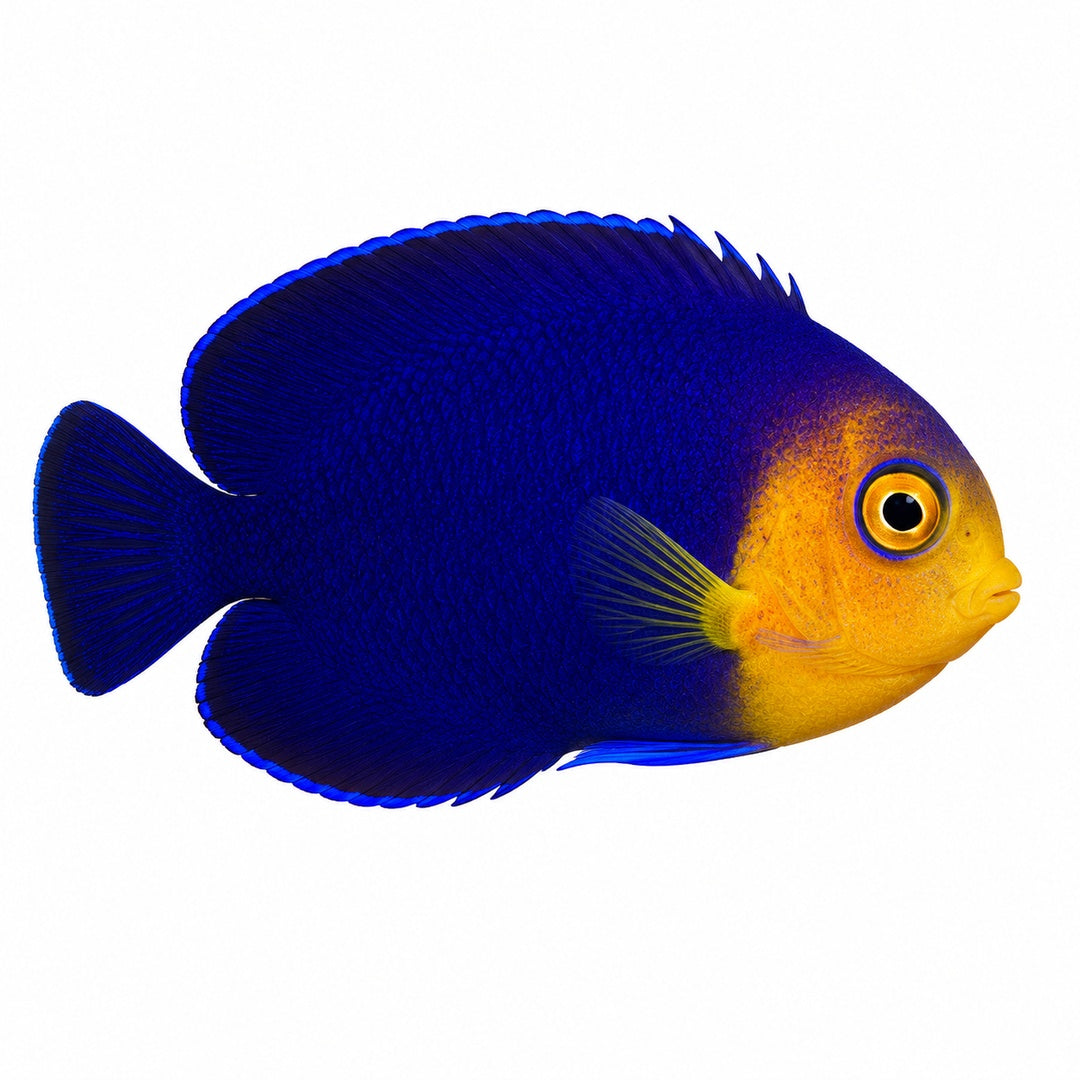 Pygmy (Cherub) Angelfish