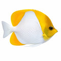 Pyramid Butterflyfish