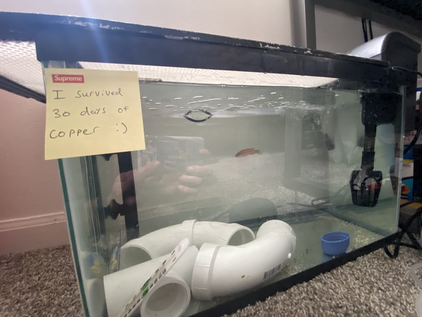 Fish tank with PVC pipes and a note on a yellow paper, placed indoors.