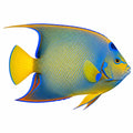 Queen Angelfish