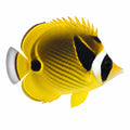 Raccoon Butterflyfish