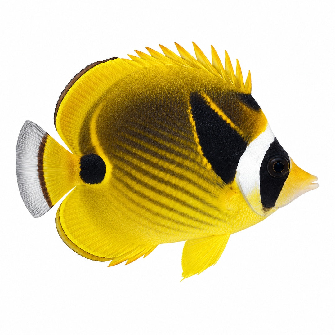 Raccoon Butterflyfish