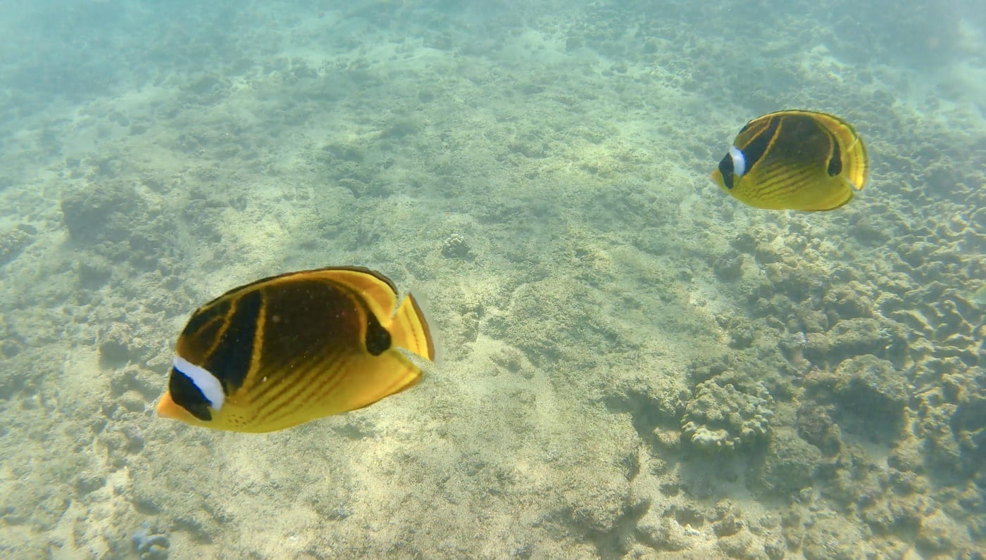 Two butterfly fish swimming near a coral reef