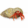 Red Reef Hermit Crab