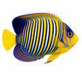 Regal Angelfish