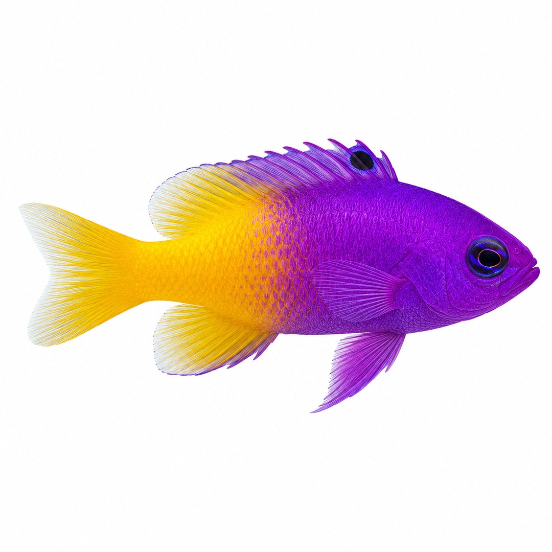 Royal Gramma Basslet