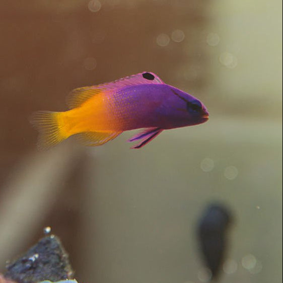 Colorful fish with a blurred background