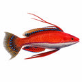Ruby Longfin Fairy Wrasse