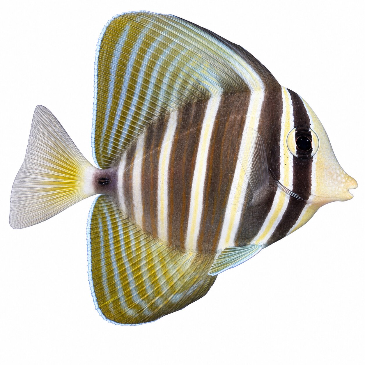 Sailfin Tang