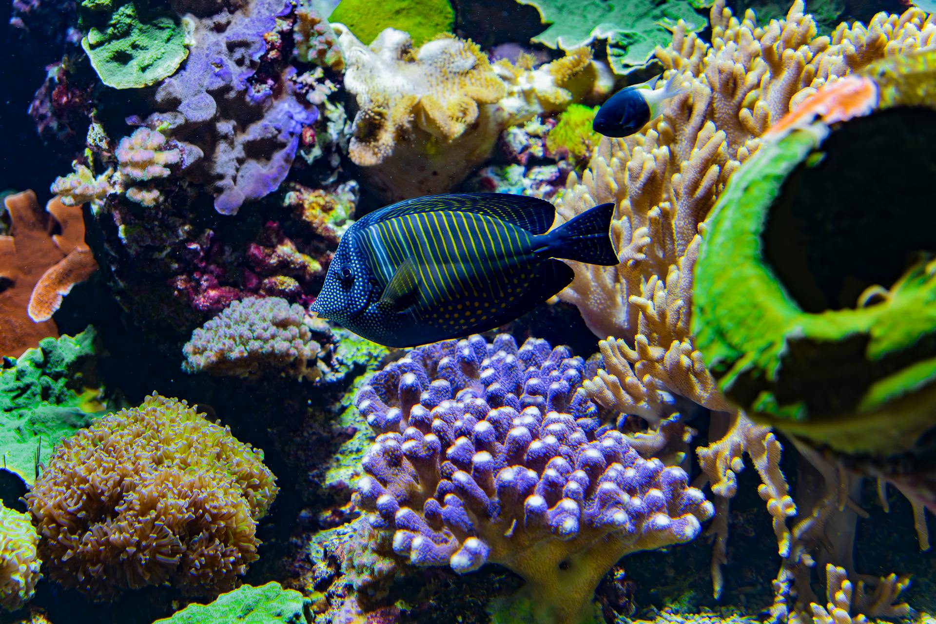 Colorful fish with a reef background