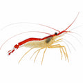 Scarlet Skunk Cleaner Shrimp