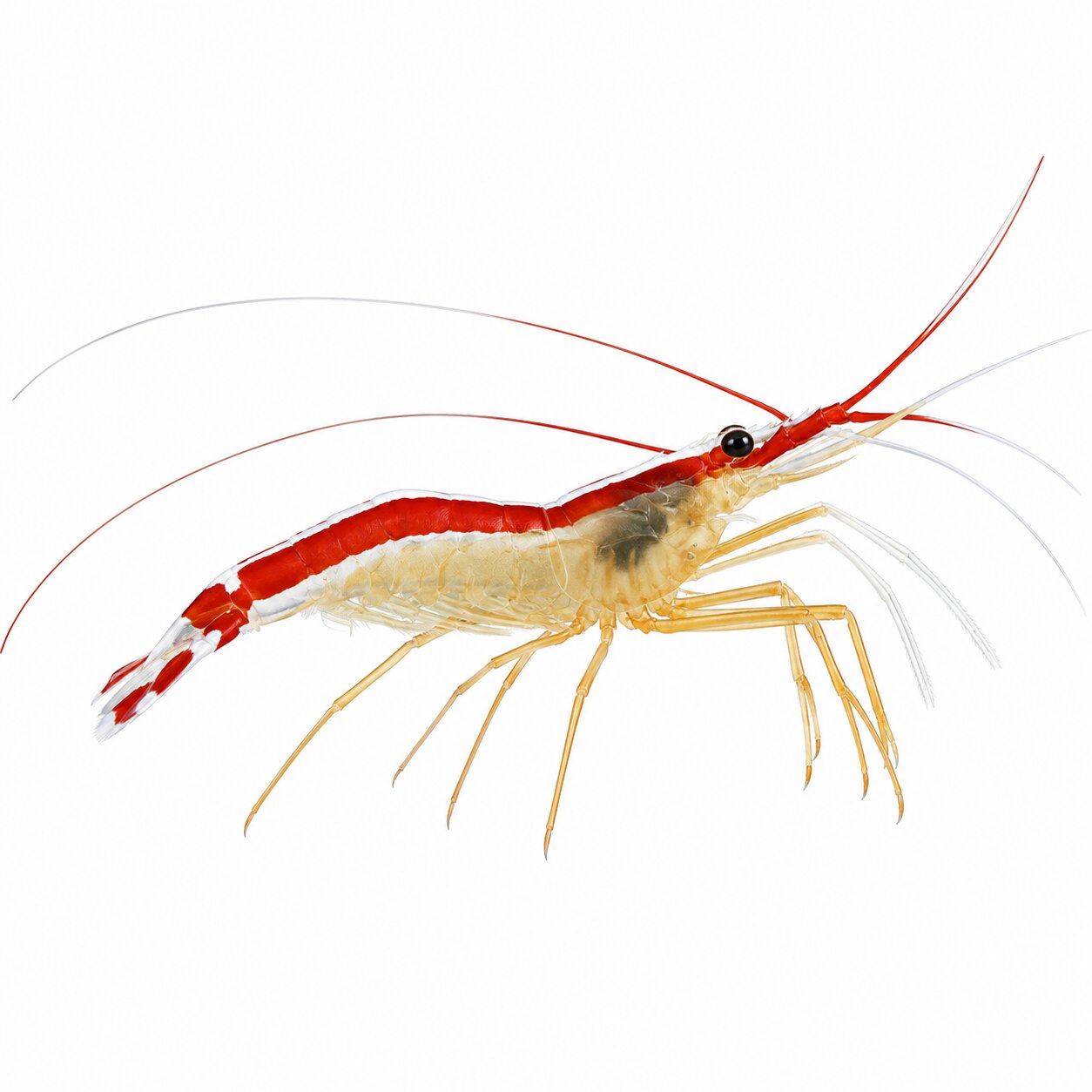 Scarlet Skunk Cleaner Shrimp