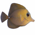 Scopas Tang