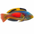 Scott's Fairy Wrasse
