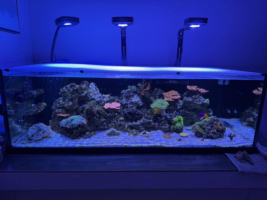Aquarium with coral and fish under blue lighting