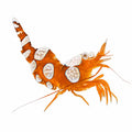 Sexy Anenome Shrimp