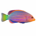 Six Line Wrasse