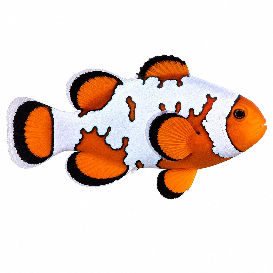 Snowflake Ocellaris Clownfish