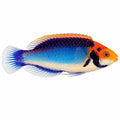 Solar Fairy Wrasse