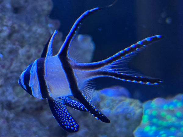 Blue and white striped fish swimming in an aquarium setting with coral.