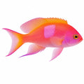 Squareback Anthias
