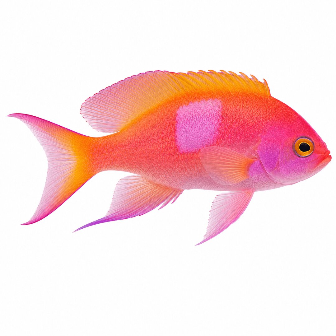 Squareback Anthias