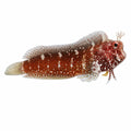Starry Blenny