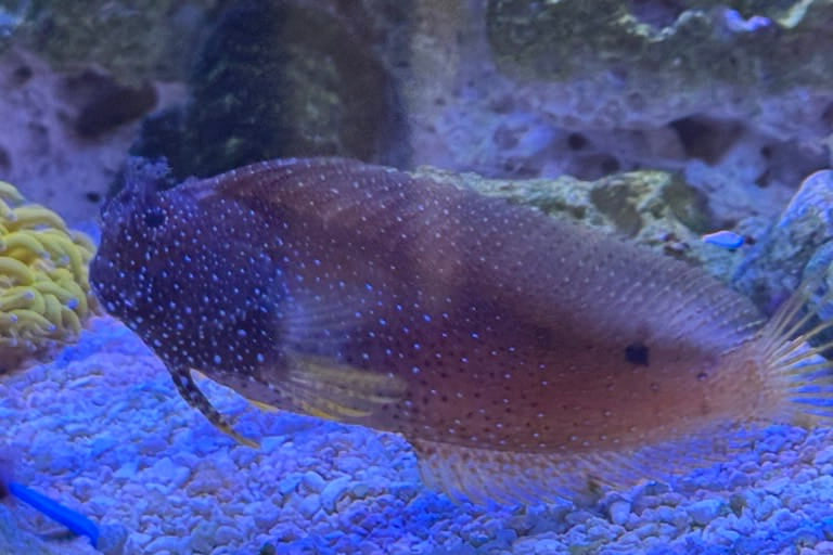 Fish with a spotted pattern on a coral reef
