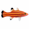 Swissguard Basslet