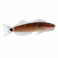 Tailspot Blenny