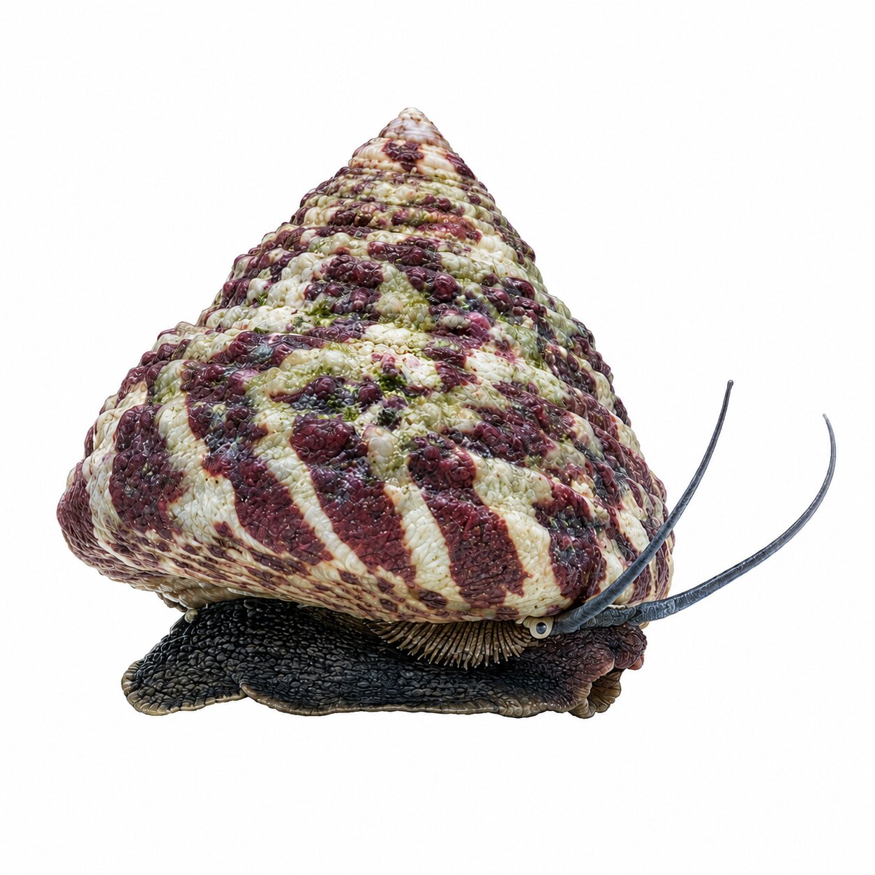 Trochus Snail