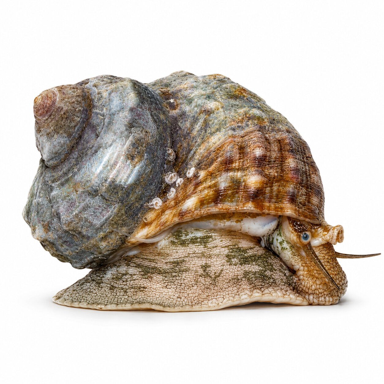 Turbo Snail