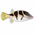 Valentini Pufferfish