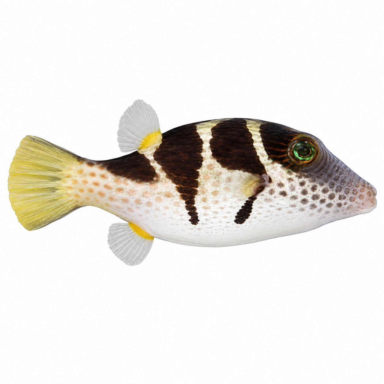 Valentini Pufferfish