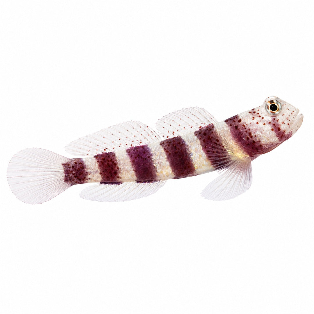 Wheeler's Shrimp Goby
