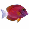 White Tail Bristletooth Tang