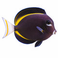 Whitecheek Tang