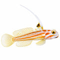 Yasha Goby
