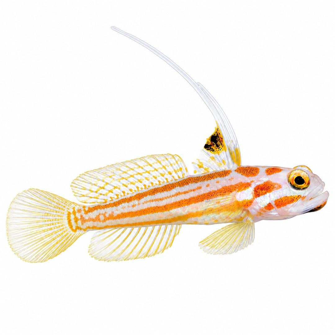 Yasha Goby