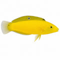 Yellow Coris Wrasse