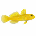 Yellow Watchman Goby