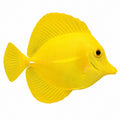 Yellow Tang